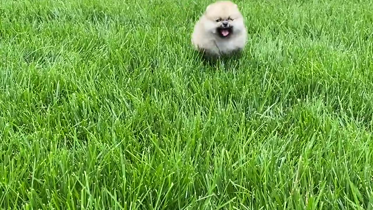 Puppy Running on the Grass