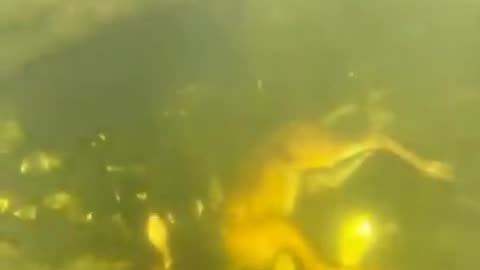 Gator Preparing To Eat It's Meal
