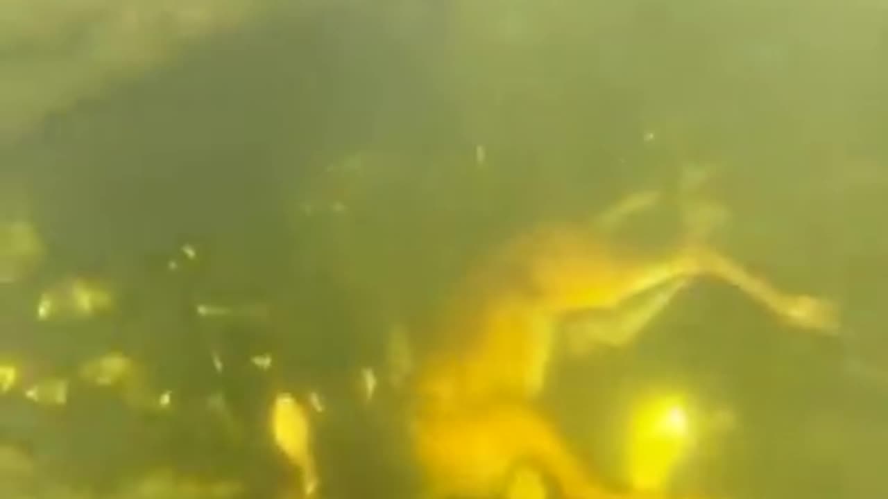 Gator Preparing To Eat It's Meal