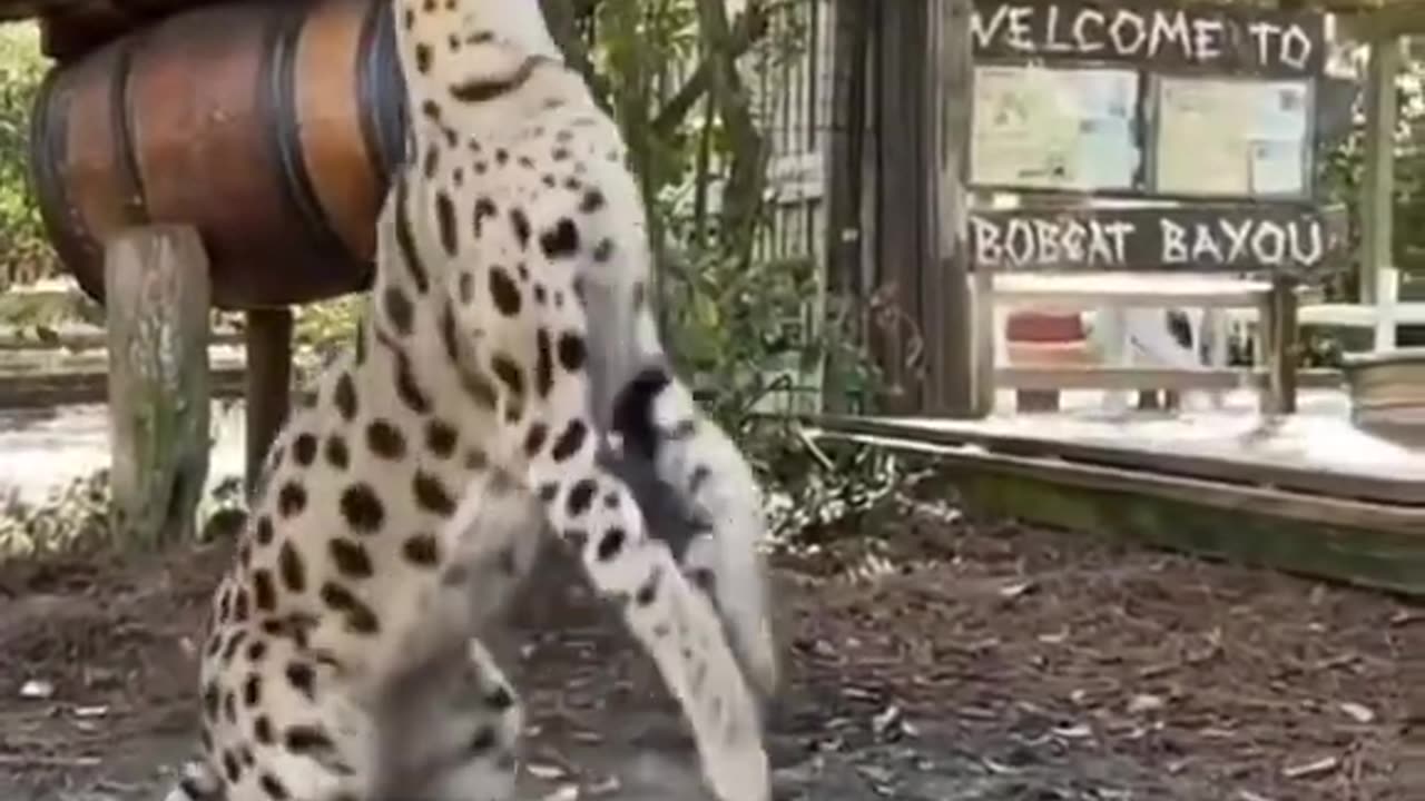 Wow, What a Leap #shorts #viral #shortsvideo #video