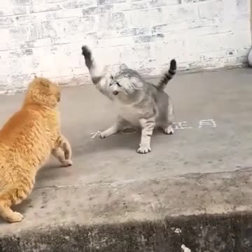 Cat fight 👑 😍 🐱💥🐱🎇#animals #funnyvideo #shorts #watch