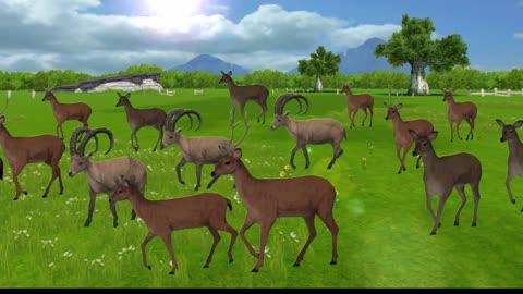 Real safari for animals in green forest with sounds