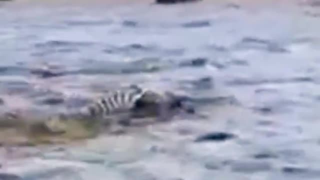 Crocodile vs Zebra In Water