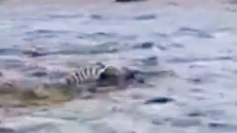 Crocodile vs Zebra In Water