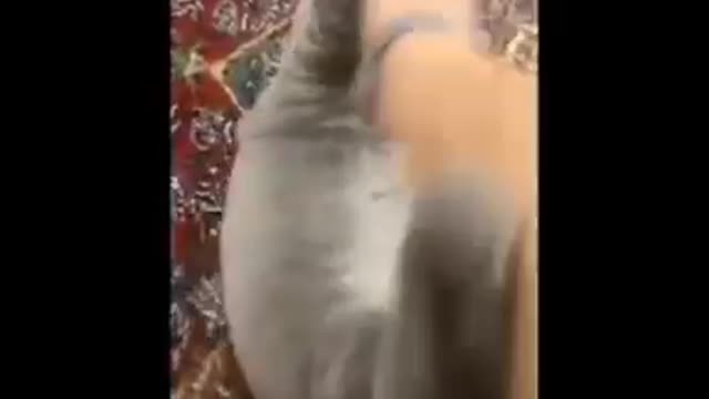 Funny cat video | funny cat life