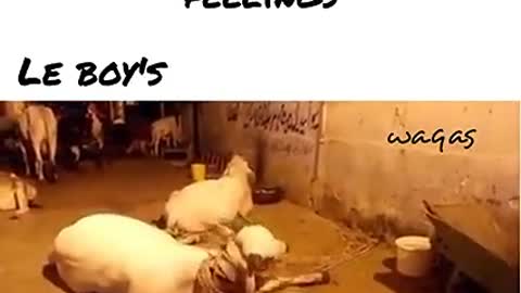 Animal love