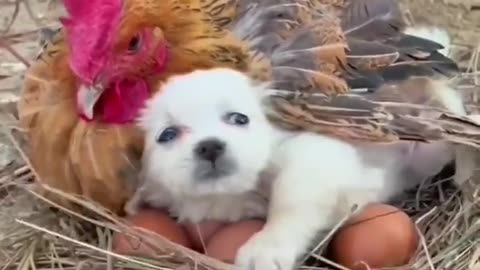 this dog joins this chicken to comfort her eggs