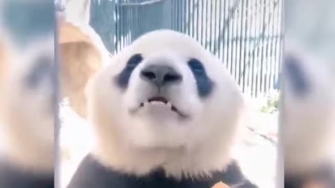 Animals-cute and Funny moment Panda