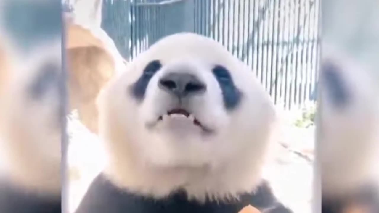 Animals-cute and Funny moment Panda