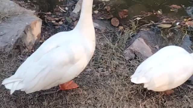 White Geese Sounds By Kingdom Of Awais