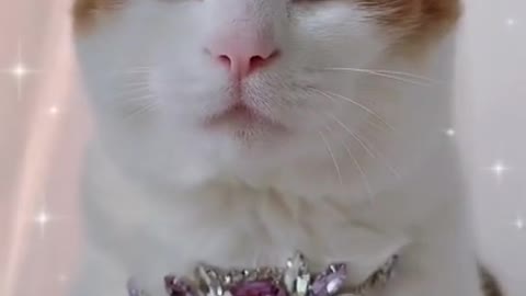 Funniest Animal Moments Caught on Tape!