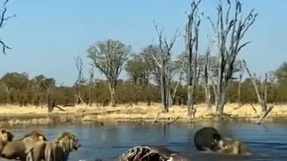 Lions attack buffalo in pond #shorts # lion