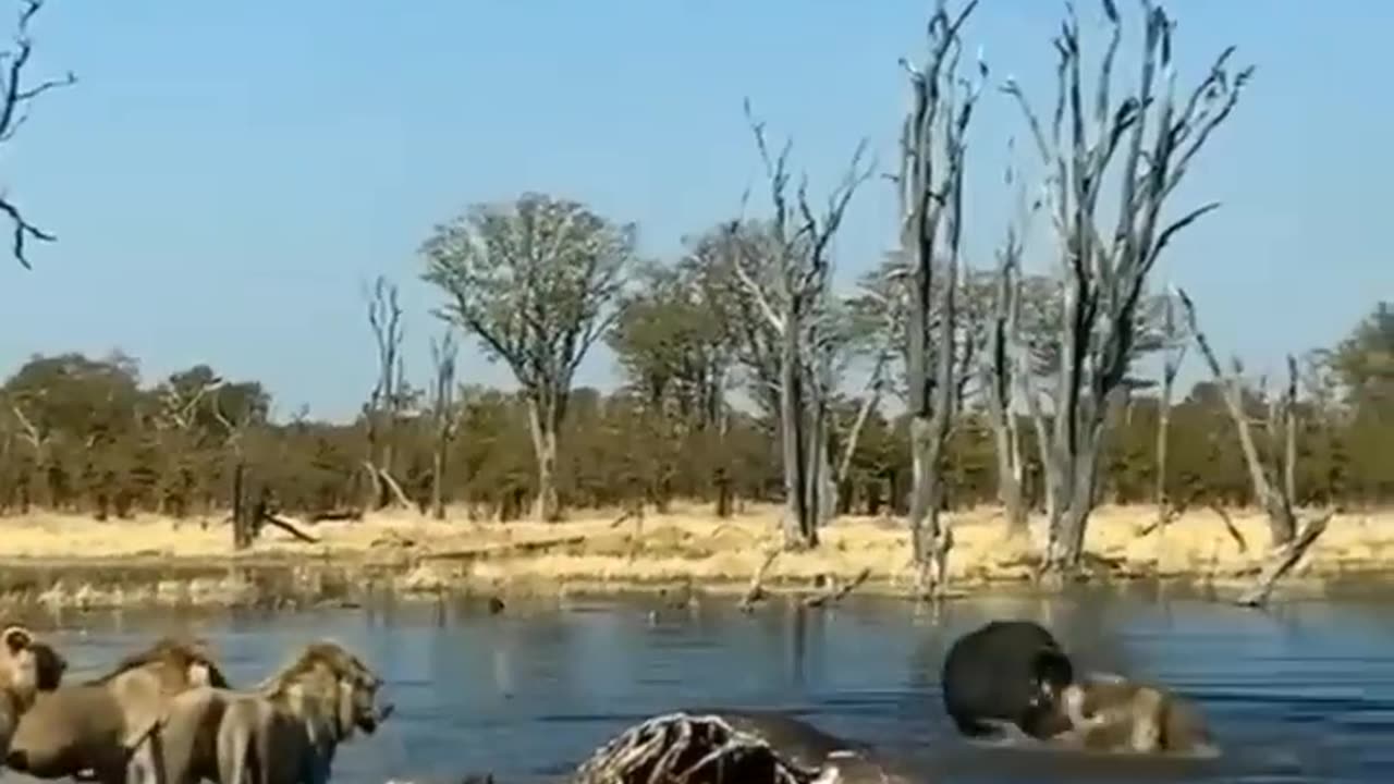 Lions attack buffalo in pond #shorts # lion