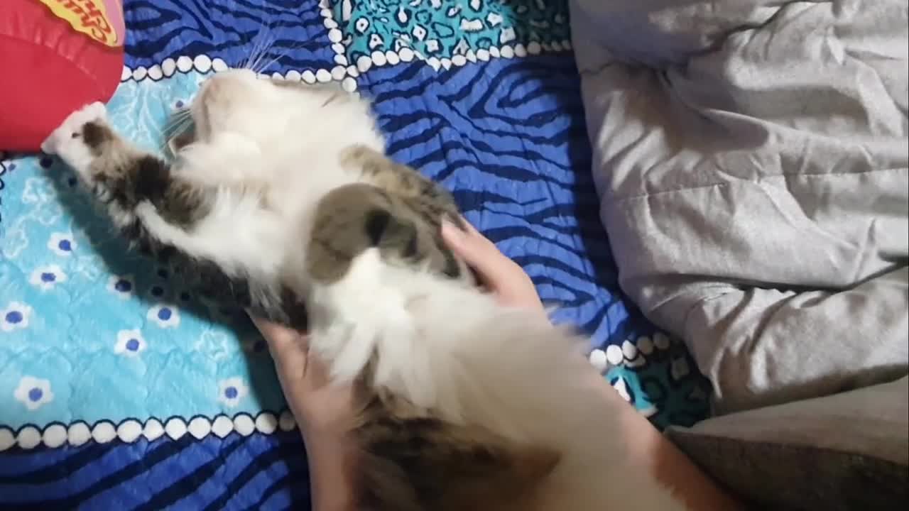 After a while, my cat remembered 'Let's bite Hooman!'