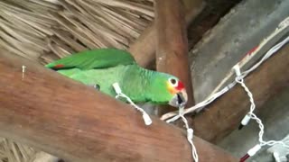 Funny Parrot Eating Christmas Light Bulbs In Belize