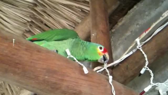 Funny Parrot Eating Christmas Light Bulbs In Belize