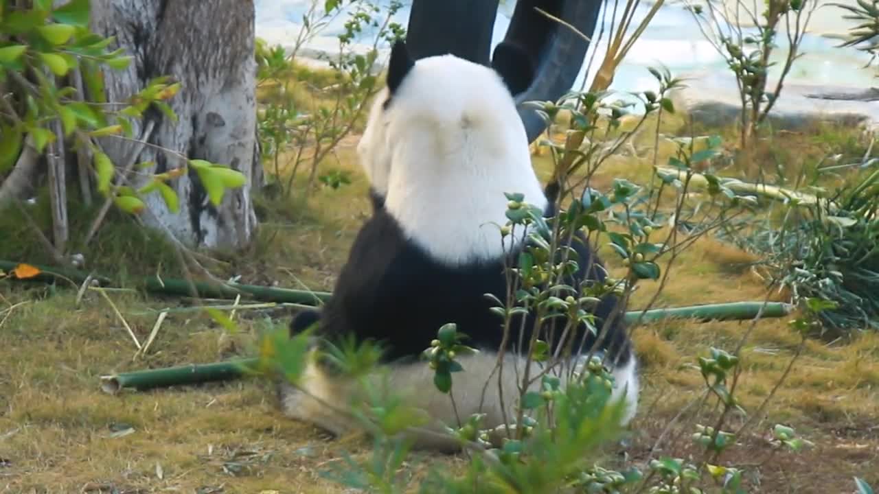 giant pandas