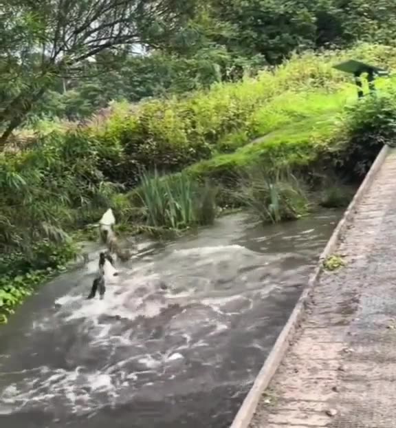 EYE WANNA KNOW, HAVE YOU EVER SEEN THE RAIN, DOGS DIVING!!!