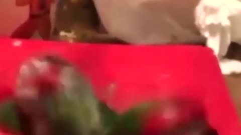 FUNNIEST ANIMALS 🐬