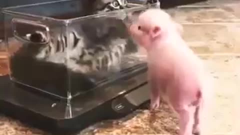 Pig wants to play with the kitten, and the kitten