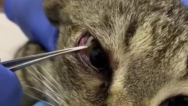 Poor Cat