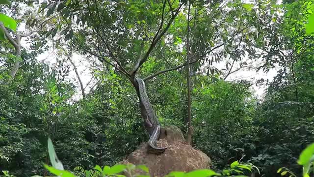 Primitive Technology - Easy Snake Trap With Old Clay Pot Catch Big Snake in Hole #SnakeTrap