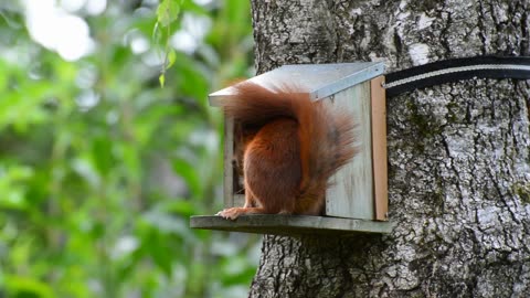 Squirrel Eating