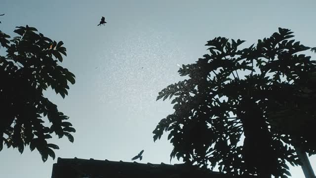 The crows are wandering in the evening due to hunger