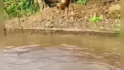 Monkeys doing mischief with tigers