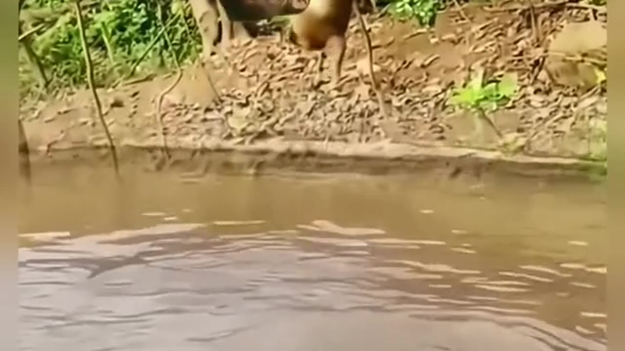 Monkeys doing mischief with tigers