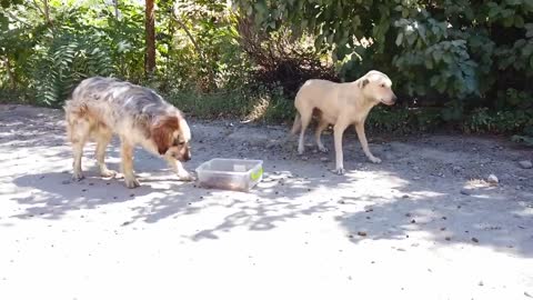 Stray Dog Can't Hold emotions when she finally gets Human Attention