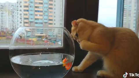 Meow - Cute And Funny Animals Compilation