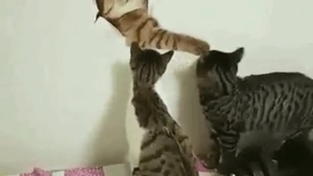 how did you get in there