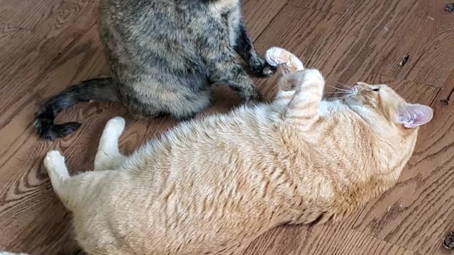 Oliver isn't done playing, but Clementine is...