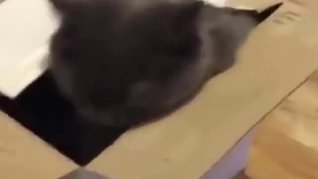 Pet Cats Doing Funny Things