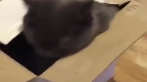 Pet Cats Doing Funny Things