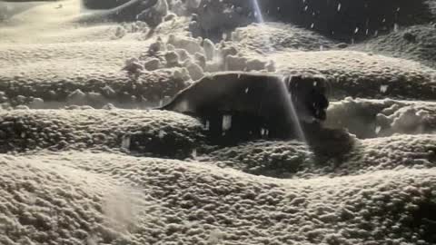 Dog Hops Happily Through Snow