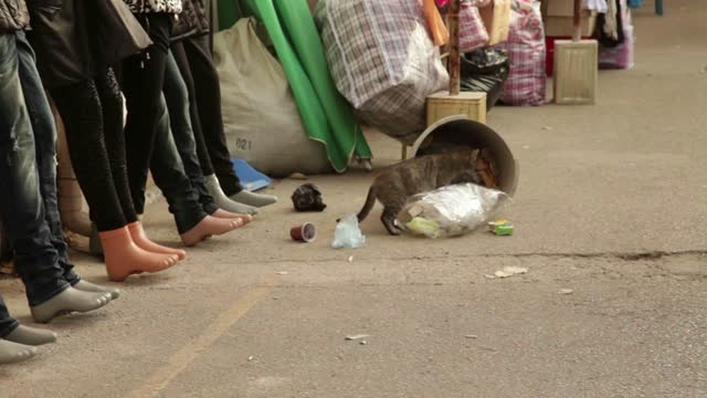 Cat Looking in Basket on Street