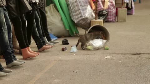 Cat Looking in Basket on Street