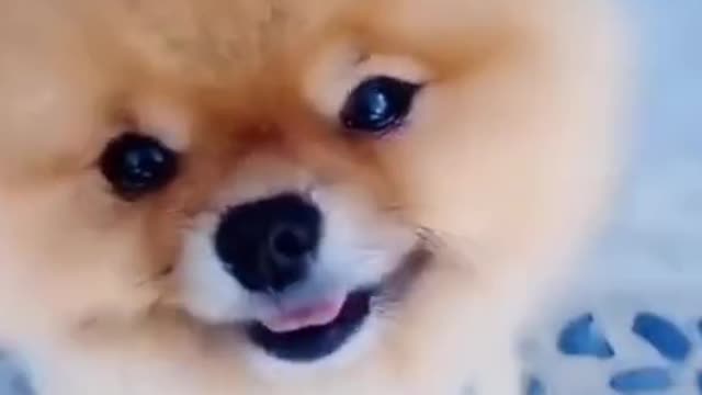 Cute and funny dog videos