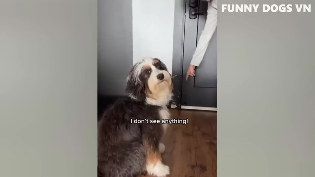 Best Funniest Animals 2023 😍 Funniest Dogs And Cats Videos 🐱🐶 #3