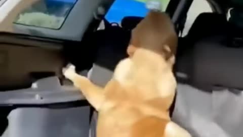 best dog reaction