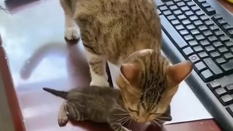 Cat Video - Cute Cat Funny Moment - Cute Animal