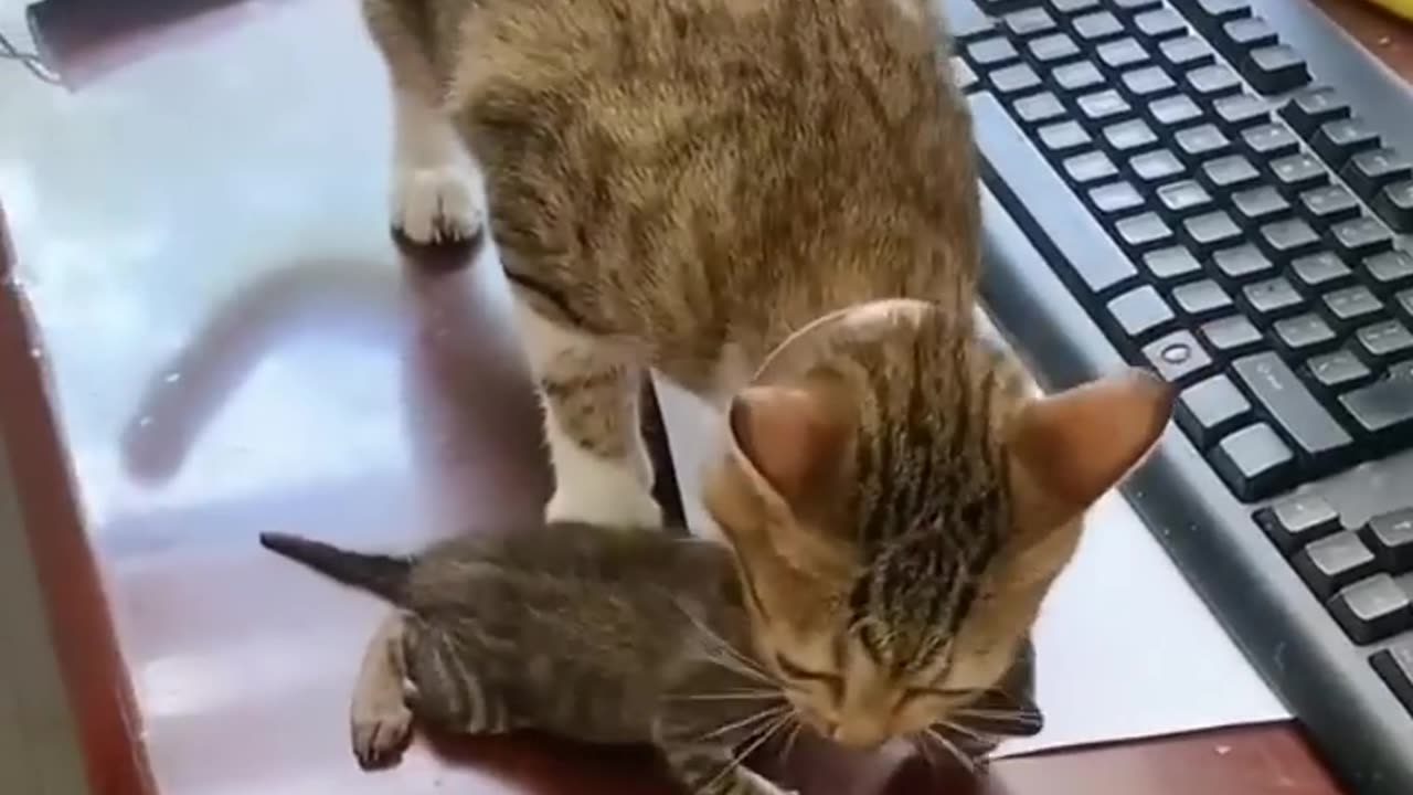 Cat Video - Cute Cat Funny Moment - Cute Animal