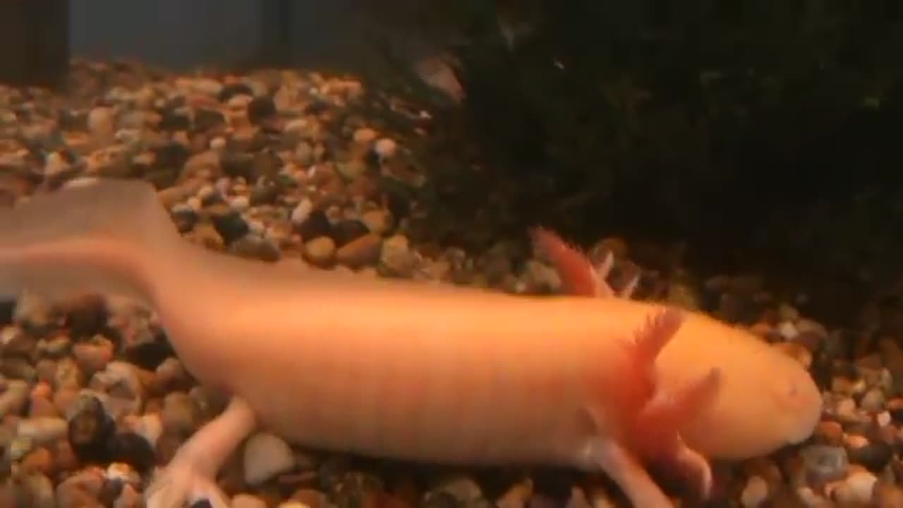 GOLD AXOLOTL at TYNE VALLEY AQUATICS ( near Newcastle ) --- aquatic shops tropical fish