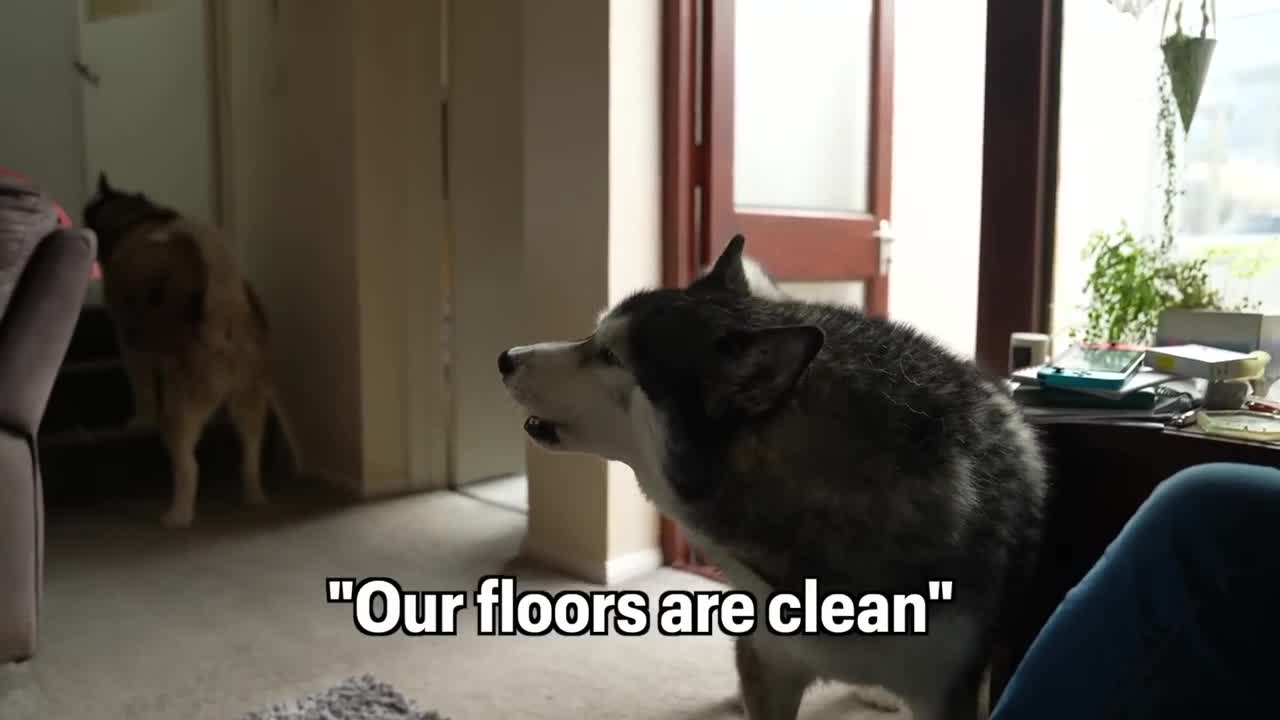 Two Huskies Discuss Important Subject at Length!