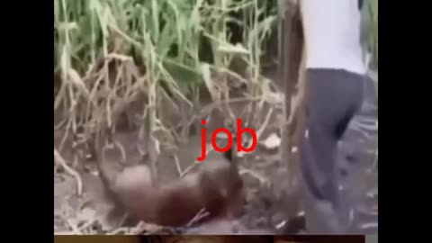 Job and me