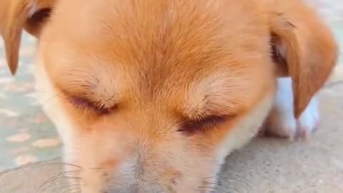 Funniest Animals Best Funny Animal Videos