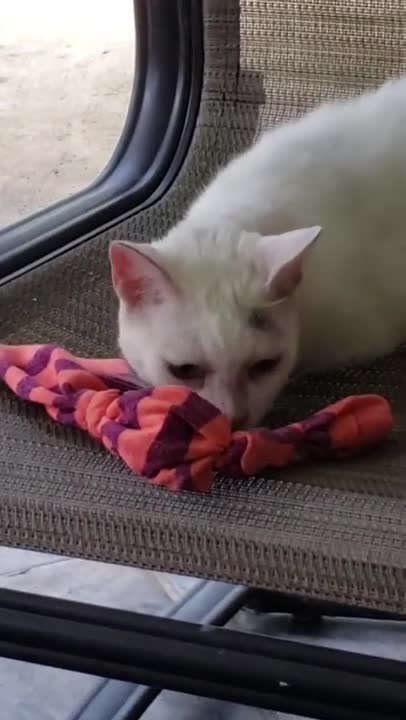 Beanie's catnip Sunday ~ 7.28.19