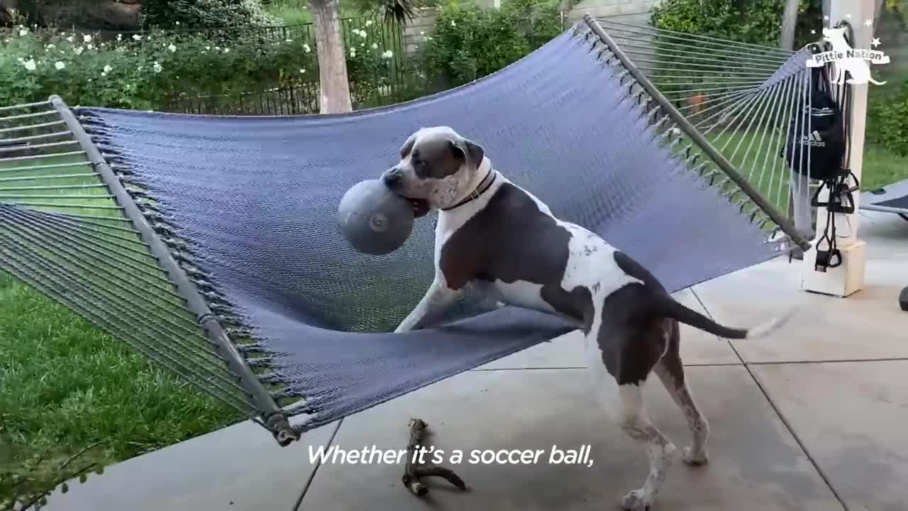 y From the Kids Sometimes _ The Dodo.mp4